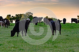 Angus crossbred cattle in pasture at sundown