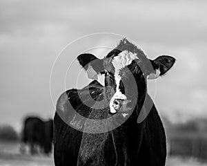 Angus crossbred cow close up