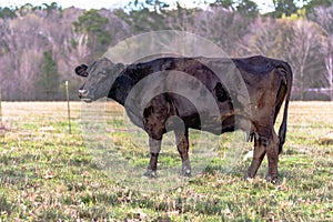 Angus crossbred cow in early spring