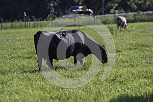 Angus crossbred cow grazes in tall pasture