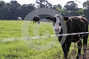 Angus crossbred heifer looking at camera from behind fence