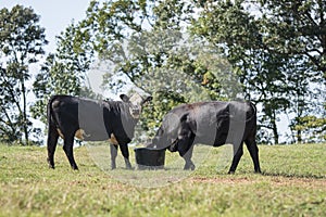 Angus crossbred heifers eating supplement tub