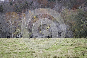 Angus grazing in autumn pasture