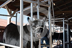 Angus heifer in blocking chute