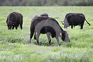 Angus heifer grazing in lush ryegrass photo