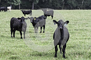 Angus heifer herd