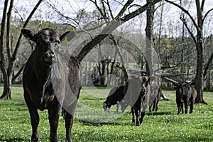 Angus heifer with herd in pecan grove pasture.