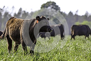 Angus heifer in knee-high pasture with negative space