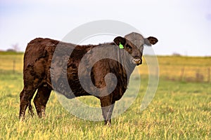 Angus heifer in spring pasture