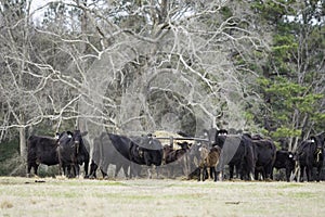 Angus herd at hay feeder in January