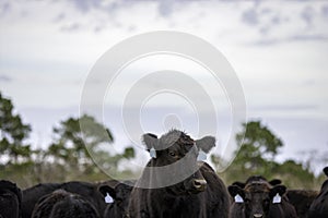 Angus herd with large negative space above