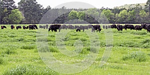 Angus herd in lush ryegrass banner photo