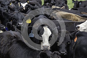 Angus herd tightly packed looking at camera