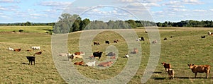 Angus or Limousine Cows and calves in the meadow