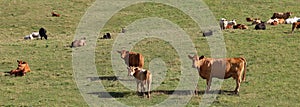 Angus or Limousine Cows and calves in the meadow