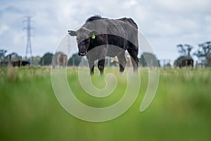 Angus and murray grey cows Eating lush green grass in Australia