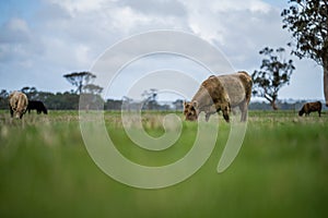 Angus and murray grey cows Eating lush green grass in Australia