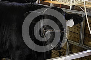 Angus show heifer in barn