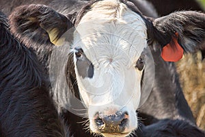 Angus steer closeup