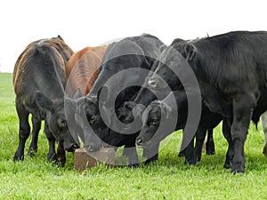 Angus steers eating pressed block