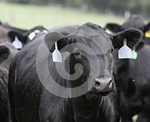 Angus stocker heifer with blue ear tags photo