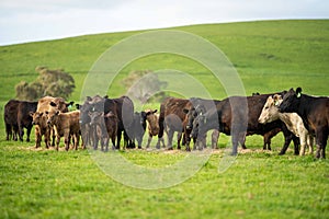 Angus, wagyu and murray grey beef bulls and cows, being grass fed on a hill in Australia