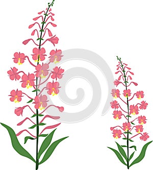 Angustifolium, chamaenerion, Willow tea herb, sally-bloom flower, Illustration, isolated