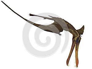 Anhanguera - 3D Dinosaur