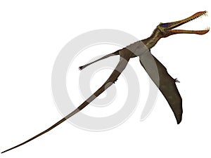 Anhanguera - 3D Dinosaur