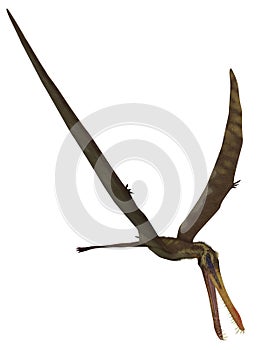 Anhanguera - 3D Dinosaur