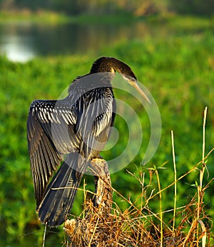 Anhinga