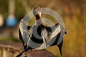 Anhinga