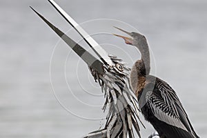 Anhinga