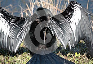 Anhinga 4