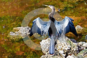 Anhinga