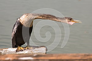 Anhinga