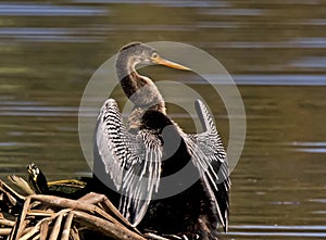 Anhinga