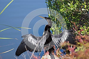 Anhinga