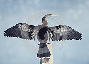 Anhinga