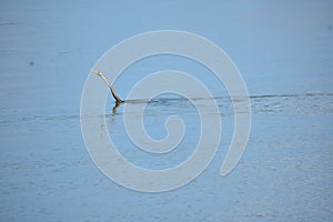 Anhinga, also called as snakebird swing in the water