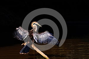 Anhinga, Anhinga Anhinga, also called Snakebird or Darter, Cuiaba River, Pantanal, Mato Grosso do Sul, Brazil