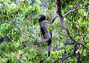 Anhinga also called the Water Turkey, perched on the branch of a tree.