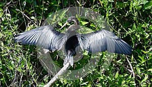 Anhinga also known as snakebird