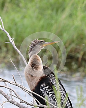 Anhinga or American darter bird in profile closeup by river