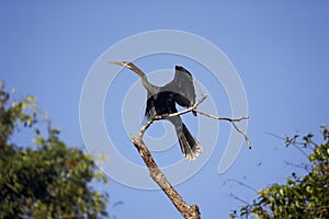 Anhinga or American Darter, anhinga anhinga, Drying Wings in the Sun, Los Lianos in Venezuela