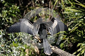 Anhinga, anhinga anhinga