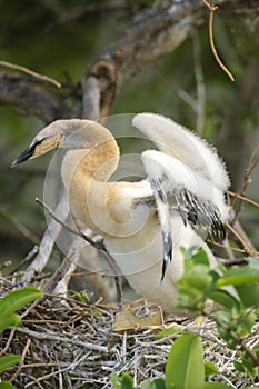 Anhinga (Anhinga anhinga)