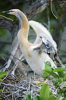 Anhinga (Anhinga anhinga)