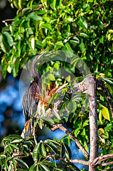 Anhinga (Anhinga anhinga) in Everglades National Park, Florida