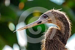 Anhinga (Anhinga anhinga) in Everglades National Park, Florida